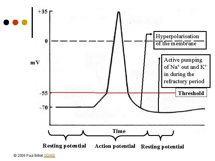 +35 Hyperpolarisation of the membrane 0 Active pumping of Na+ out and K+ in
