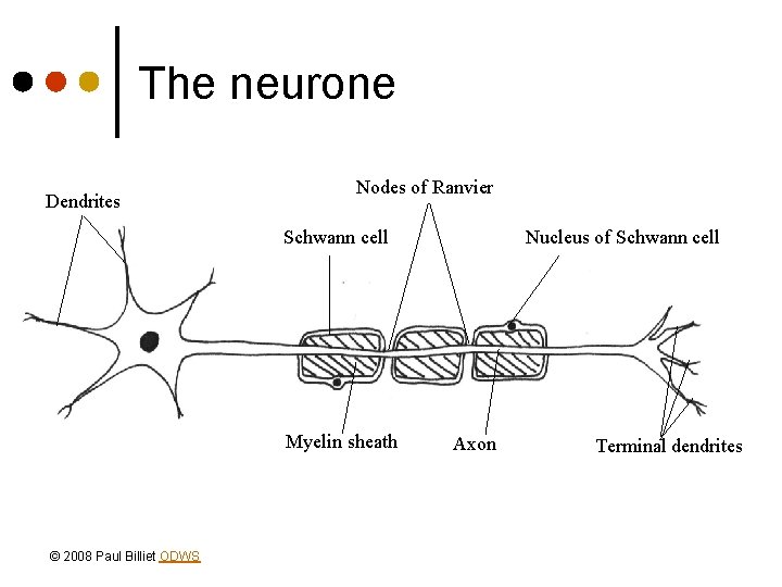 The neurone Dendrites Nodes of Ranvier Schwann cell Myelin sheath © 2008 Paul Billiet