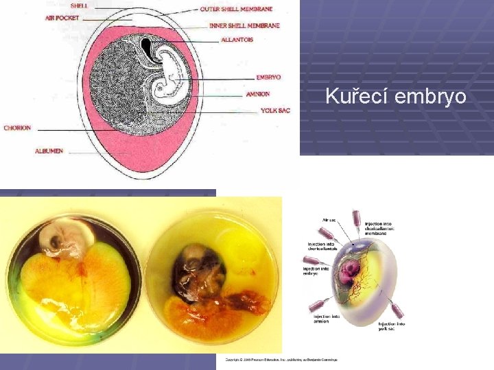 Kuřecí embryo 