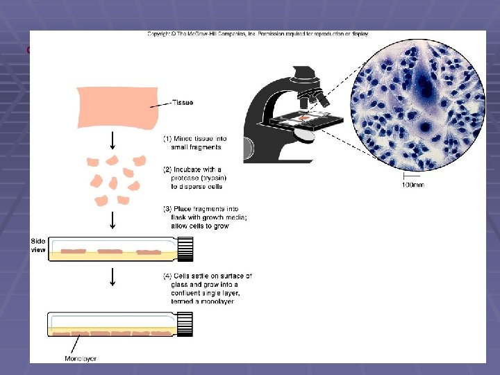 cell culture (continuous lines) 