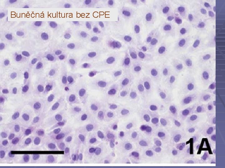 Buněčná kultura bez CPE 