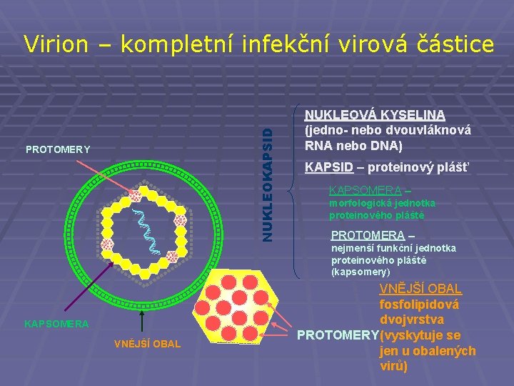 NUKLEOKAPSID Virion – kompletní infekční virová částice PROTOMERY NUKLEOVÁ KYSELINA (jedno- nebo dvouvláknová RNA