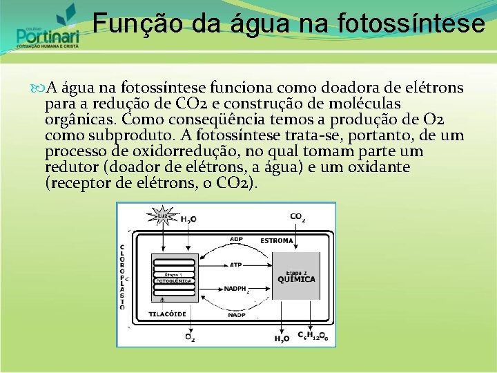 Função da água na fotossíntese A água na fotossíntese funciona como doadora de elétrons