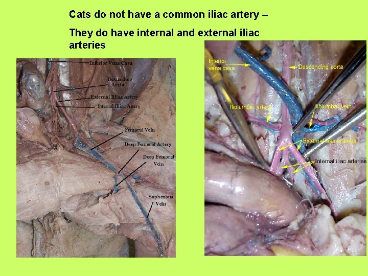 Cats do not have a common iliac artery – They do have internal and