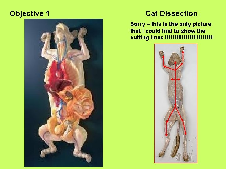 Objective 1 Cat Dissection Sorry – this is the only picture that I could