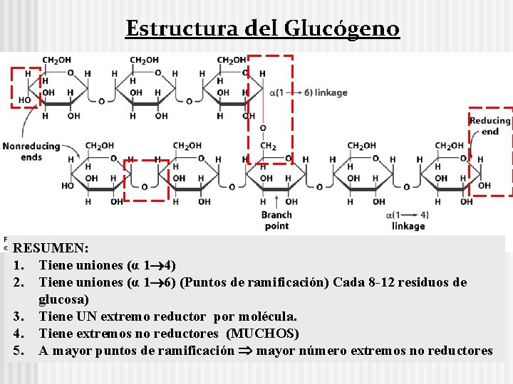 Estructura del Glucógeno RESUMEN: 1. Tiene uniones (α 1 4) 2. Tiene uniones (α