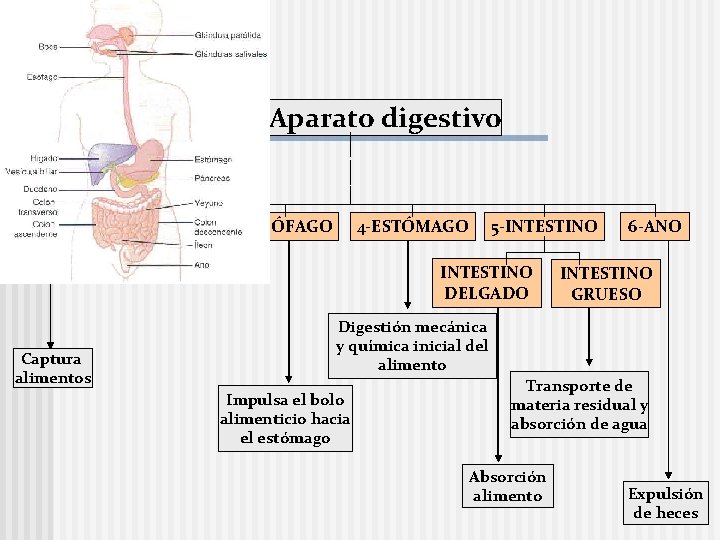 Aparato digestivo 1 -BOCA 2 -FARINGE 3 -ESÓFAGO 5 -INTESTINO 4 -ESTÓMAGO INTESTINO DELGADO