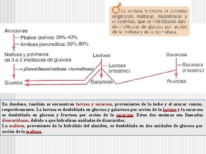 En duodeno, también se encuentran lactosa y sacarosa, provenientes de la leche y el