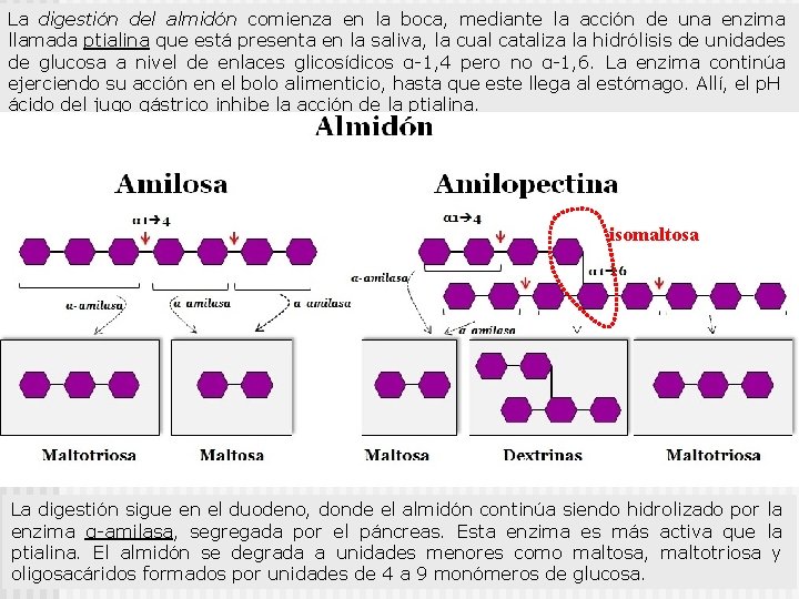 La digestión del almidón comienza en la boca, mediante la acción de una enzima