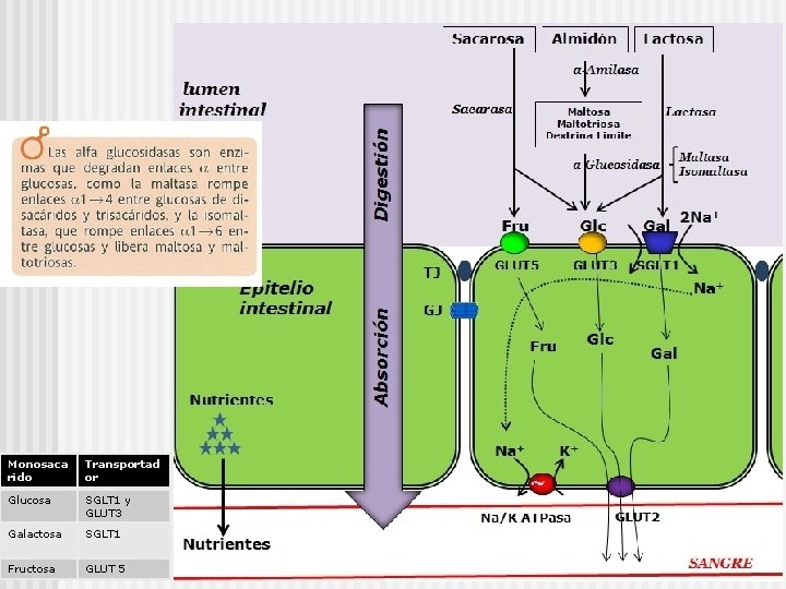 Monosaca rido Transportad or Glucosa SGLT 1 y GLUT 3 Galactosa SGLT 1 Fructosa