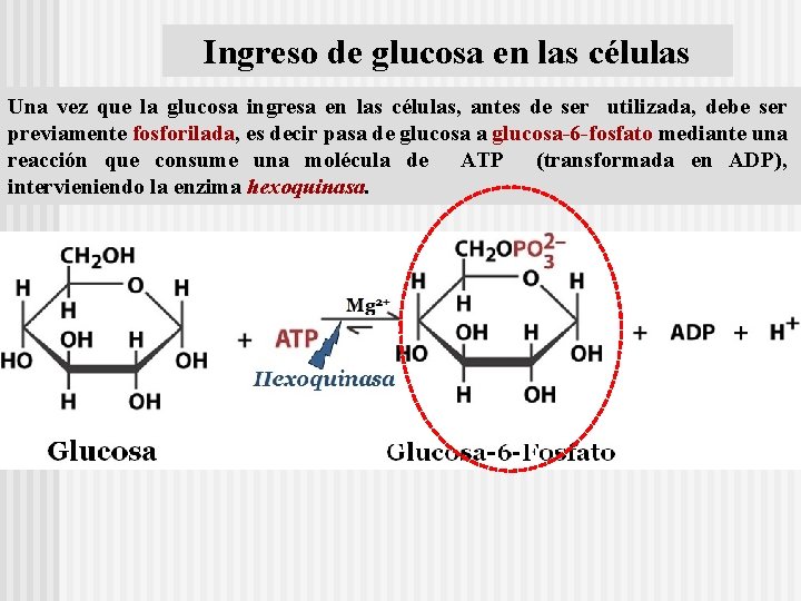 Ingreso de glucosa en las células Una vez que la glucosa ingresa en las