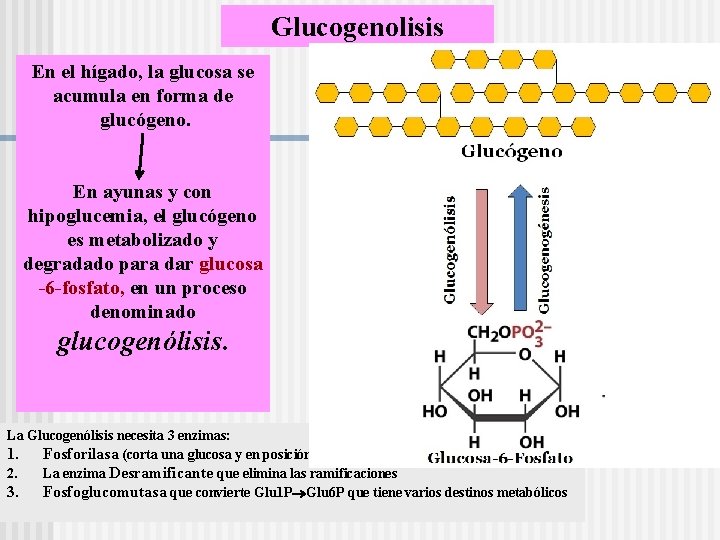 Glucogenolisis En el hígado, la glucosa se acumula en forma de glucógeno. En ayunas