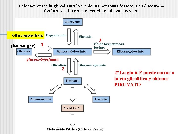 Relación entre la glucólisis y la vía de las pentosas fosfato. La Glucosa-6 fosfato