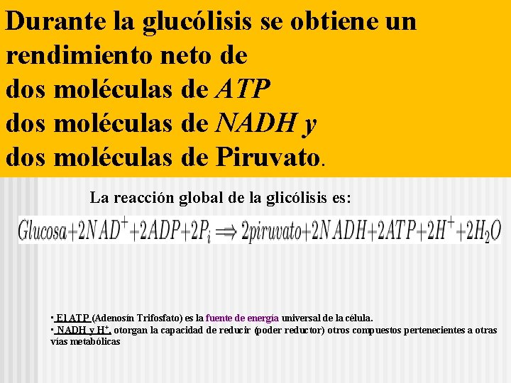 Durante la glucólisis se obtiene un rendimiento neto de dos moléculas de ATP dos