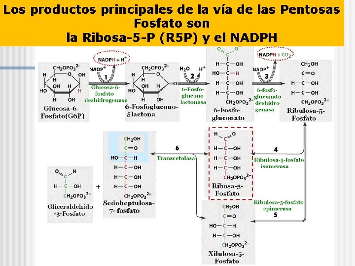 Los productos principales de la vía de las Pentosas Fosfato son la Ribosa-5 -P