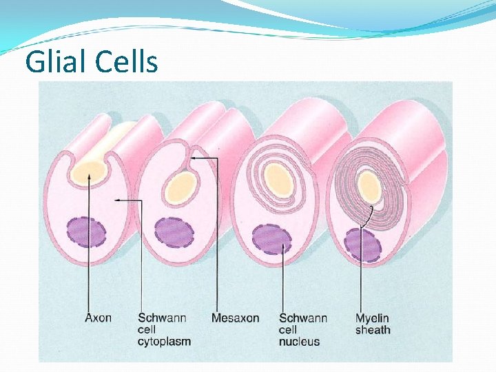 Glial Cells 