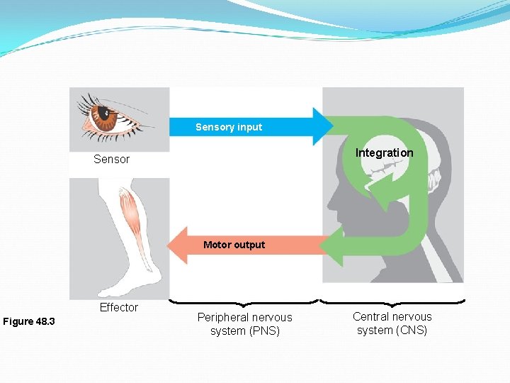 Sensory input Integration Sensor Motor output Effector Figure 48. 3 Peripheral nervous system (PNS)