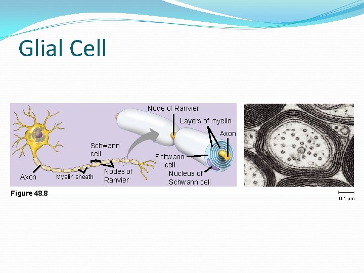 Glial Cell Node of Ranvier Layers of myelin Axon Schwann cell Axon Figure 48.