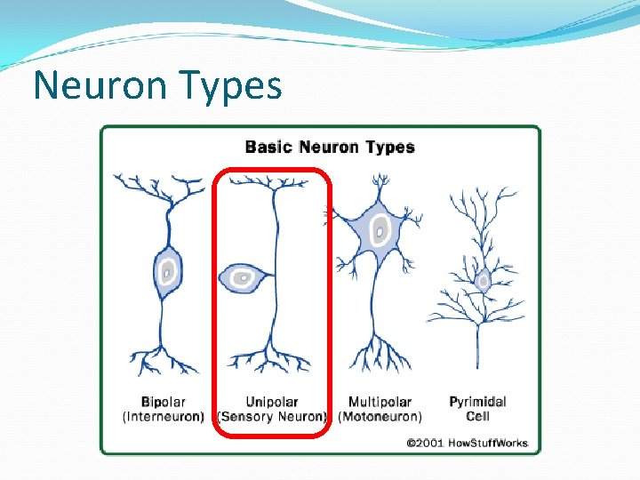 Neuron Types 