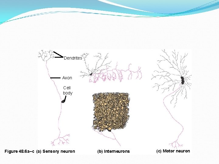 Dendrites Axon Cell body Figure 48. 6 a–c (a) Sensory neuron (b) Interneurons (c)