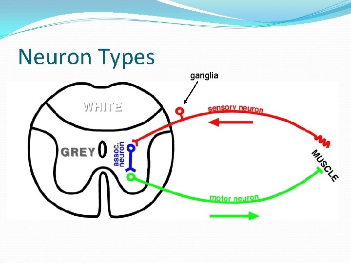 Neuron Types ganglia 