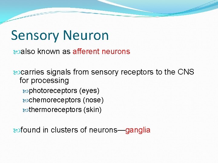 Sensory Neuron also known as afferent neurons carries signals from sensory receptors to the