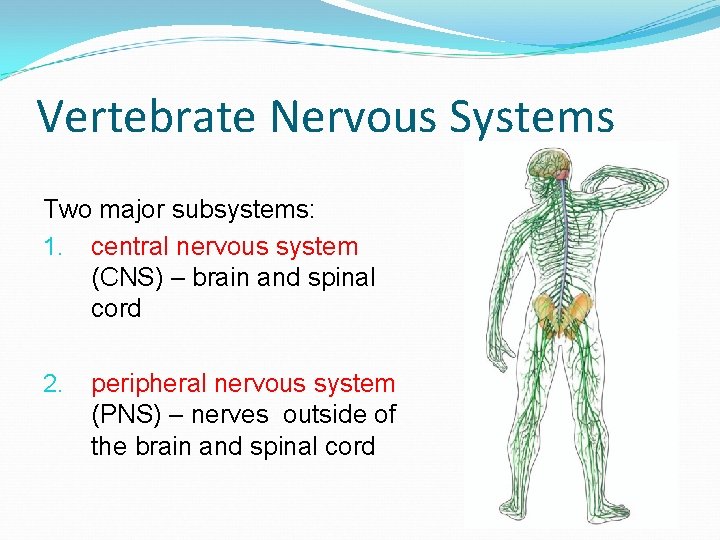 Vertebrate Nervous Systems Two major subsystems: 1. central nervous system (CNS) – brain and