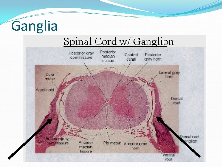 Ganglia 