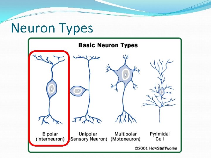 Neuron Types 