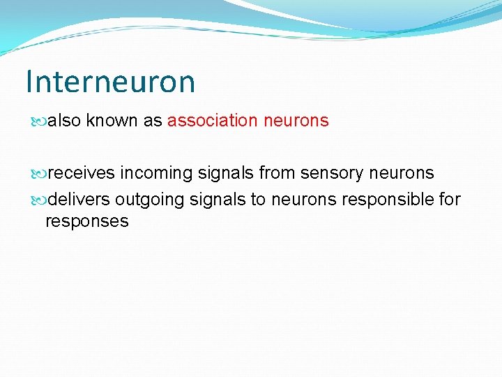Interneuron also known as association neurons receives incoming signals from sensory neurons delivers outgoing