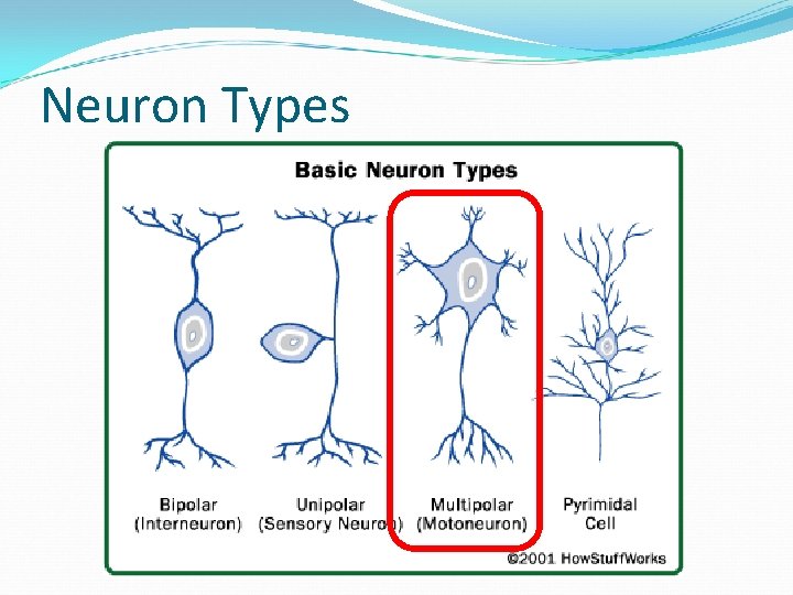 Neuron Types 