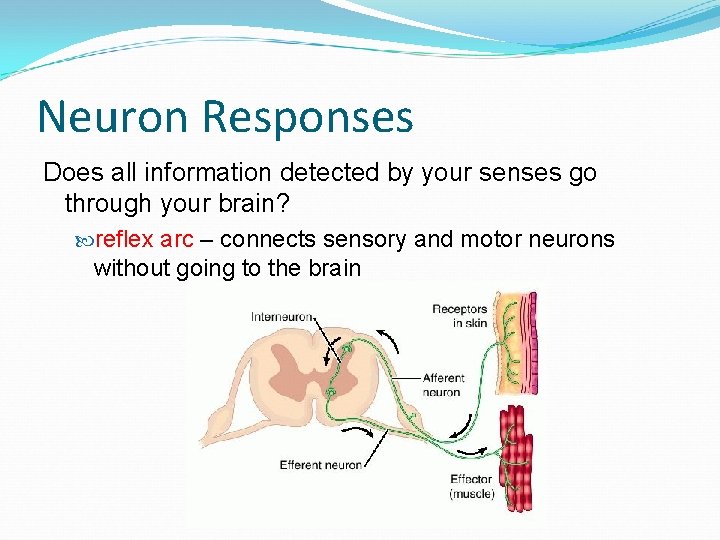 Neuron Responses Does all information detected by your senses go through your brain? reflex