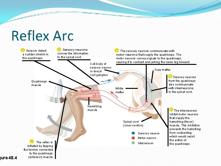 Reflex Arc gure 48. 4 2 Sensors detect a sudden stretch in the quadriceps.