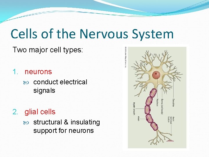 Cells of the Nervous System Two major cell types: 1. neurons conduct electrical signals