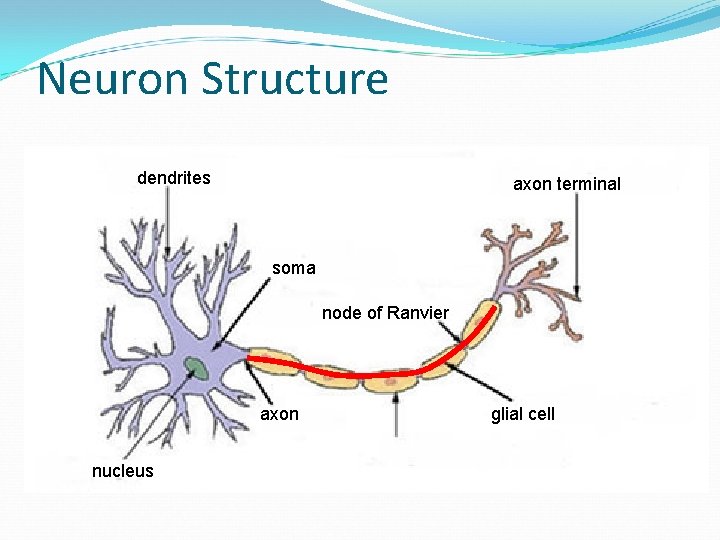 Neuron Structure dendrites axon terminal soma node of Ranvier axon nucleus glial cell 
