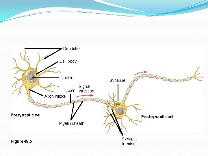 Dendrites Cell body Nucleus Synapse Signal Axon direction Axon hillock Presynaptic cell Postsynaptic cell