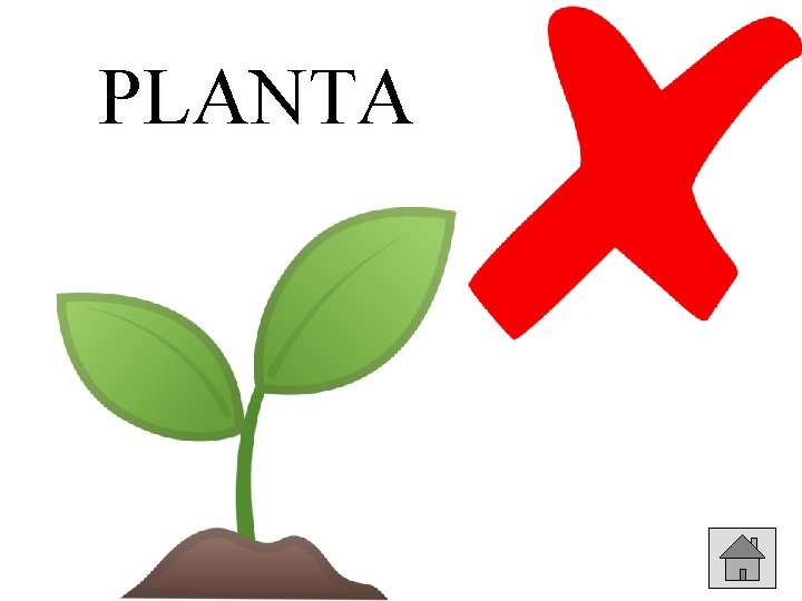 PLANTA 
