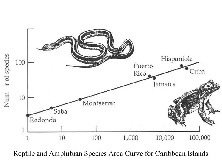 Reptile and Amphibian Species Area Curve for Caribbean Islands 