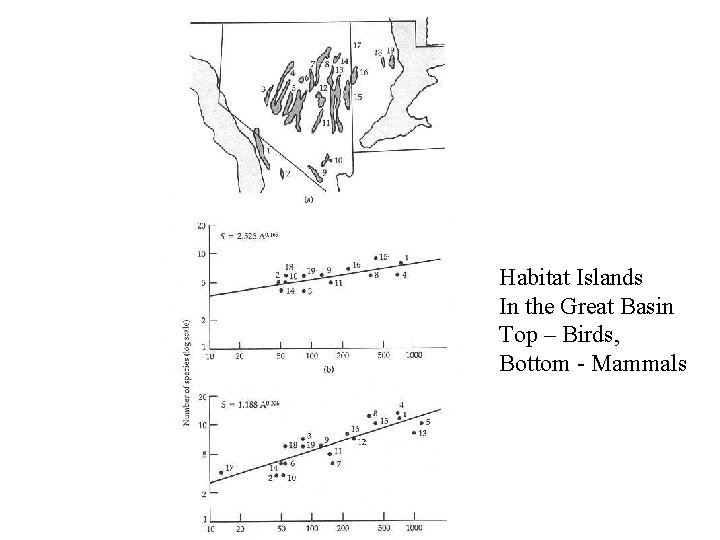 Habitat Islands In the Great Basin Top – Birds, Bottom - Mammals 