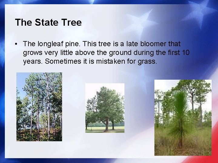 The State Tree • The longleaf pine. This tree is a late bloomer that