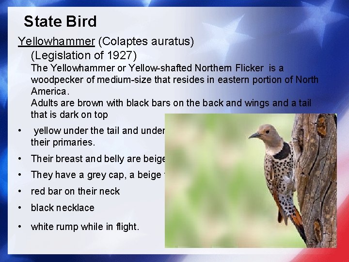 State Bird Yellowhammer (Colaptes auratus) (Legislation of 1927) The Yellowhammer or Yellow-shafted Northern Flicker