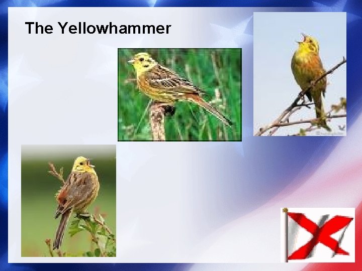 The Yellowhammer 