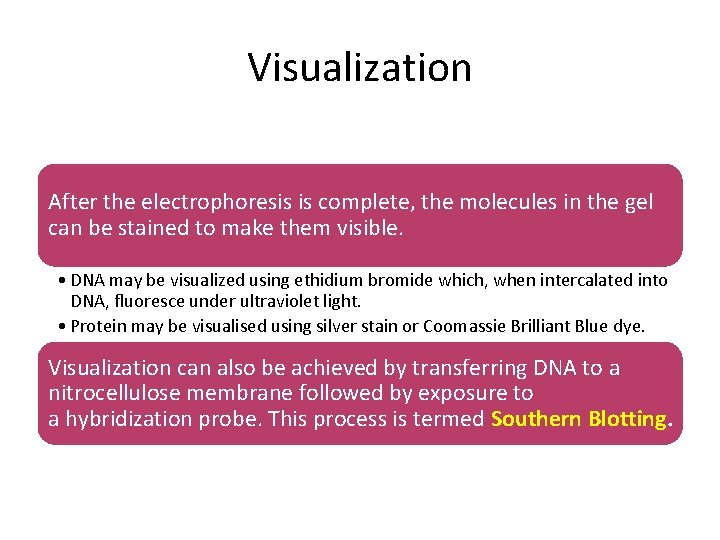 Visualization After the electrophoresis is complete, the molecules in the gel can be stained