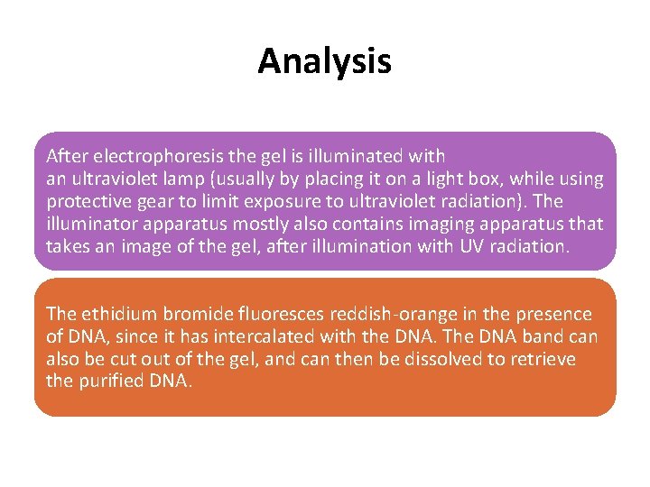 Analysis After electrophoresis the gel is illuminated with an ultraviolet lamp (usually by placing