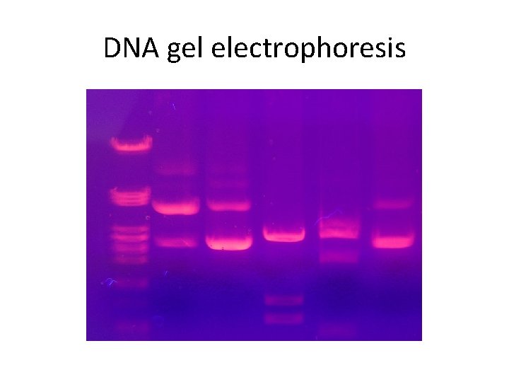 DNA gel electrophoresis 