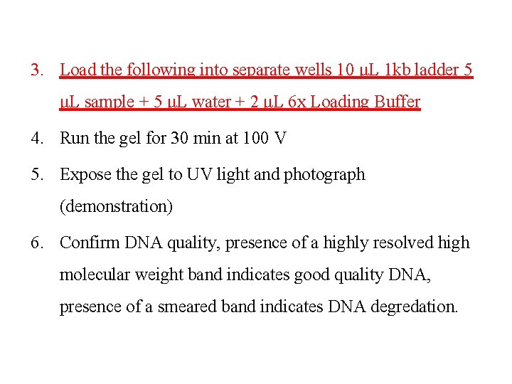 3. Load the following into separate wells 10 μL 1 kb ladder 5 μL