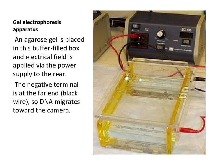 Gel electrophoresis apparatus An agarose gel is placed in this buffer-filled box and electrical