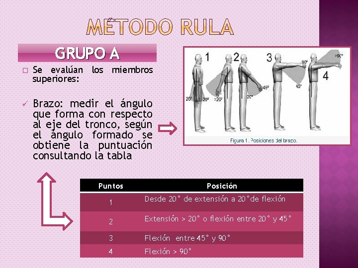 GRUPO A � Se evalúan los miembros superiores: ü Brazo: medir el ángulo que