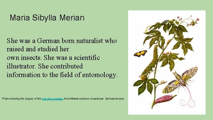 Maria Sibylla Merian She was a German born naturalist who raised and studied her