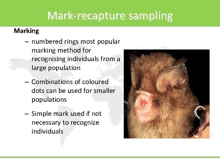 Mark-recapture sampling Marking – numbered rings most popular marking method for recognising individuals from